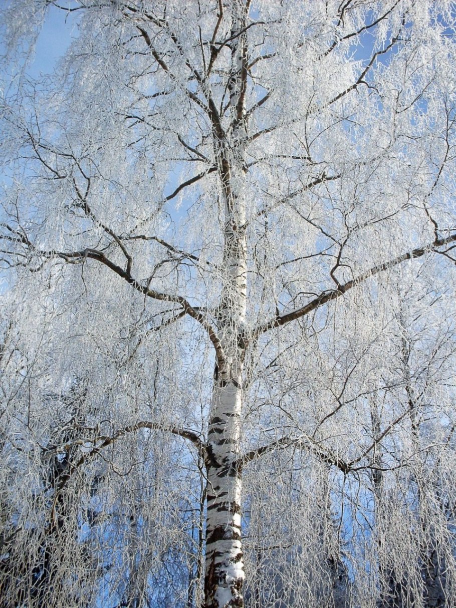 Береза в снегу