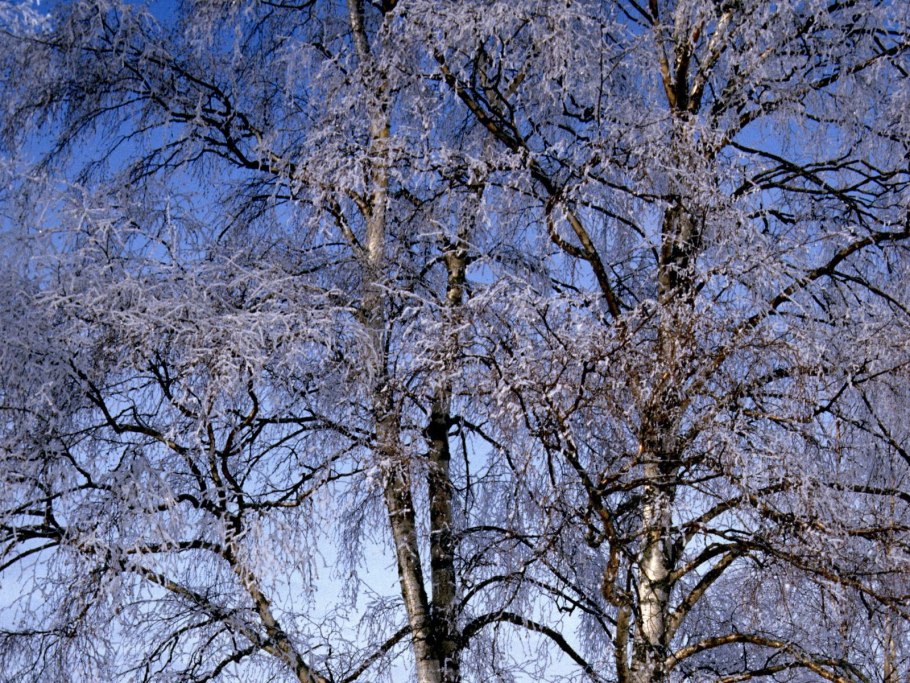 Ветка березы зимой