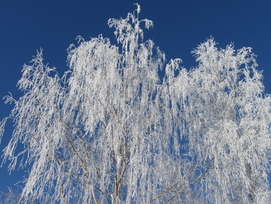 Снежная береза
