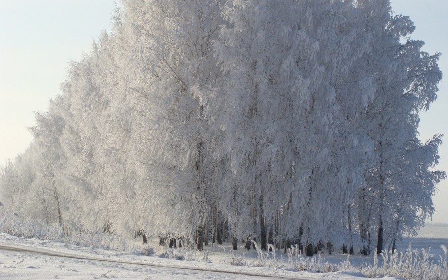 Деревья в снегу