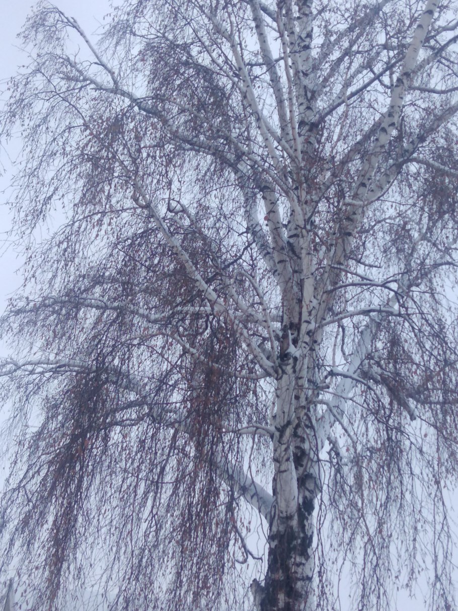 Береза повислая Королевский Мороз