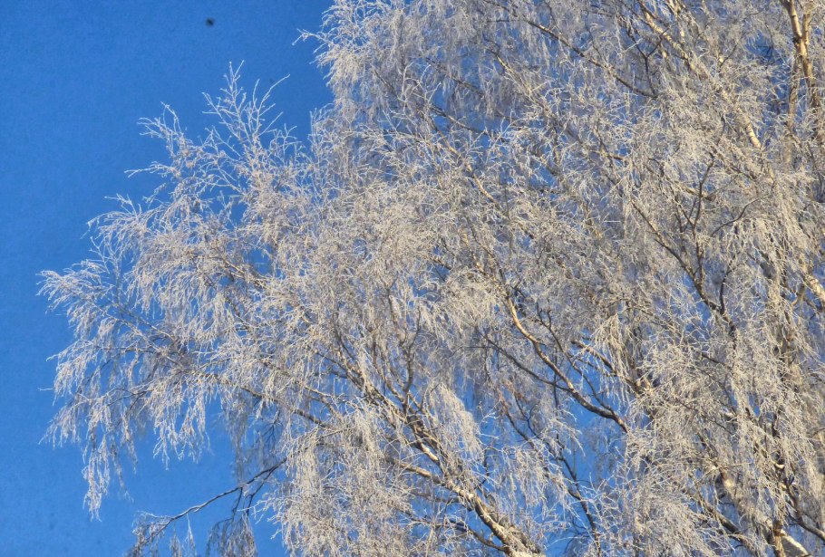 Береза пушистая зимой
