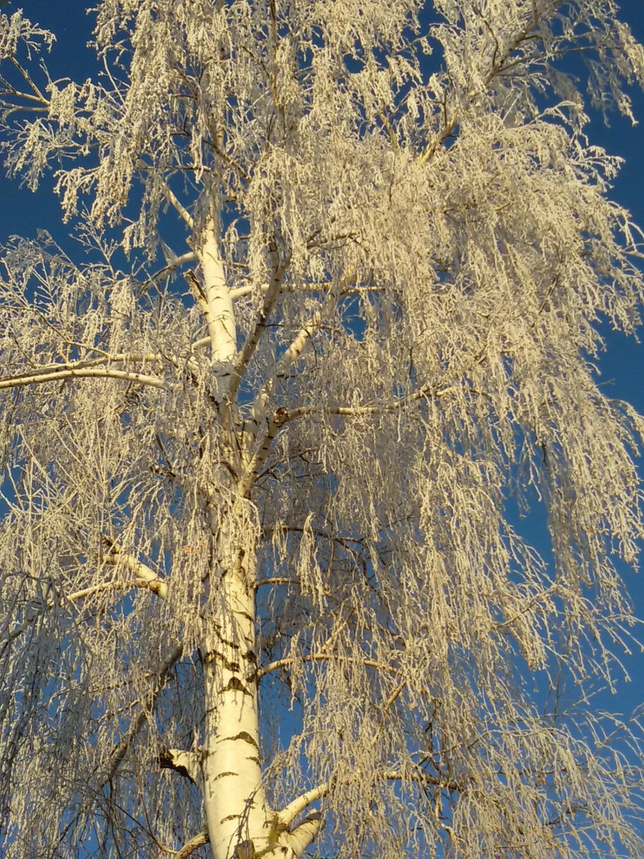 Береза зимой