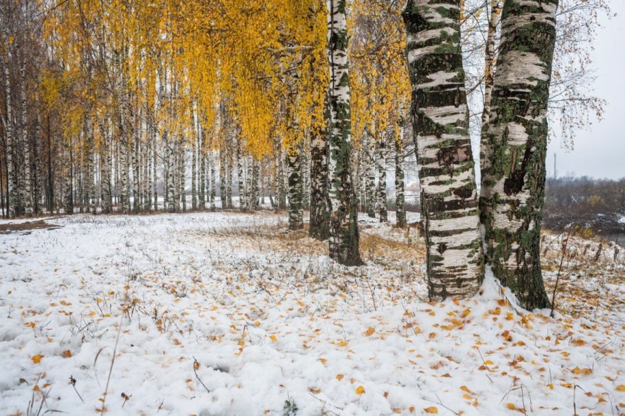 Береза в снегу