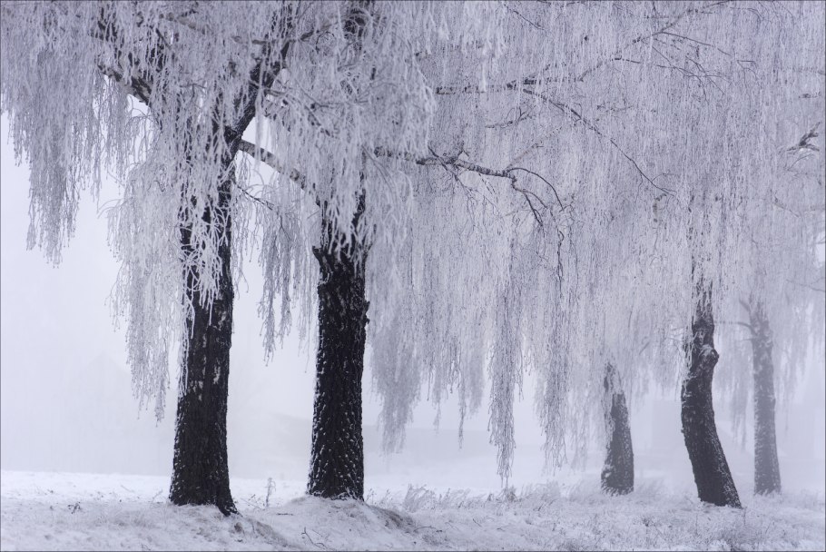 Зима иней березы