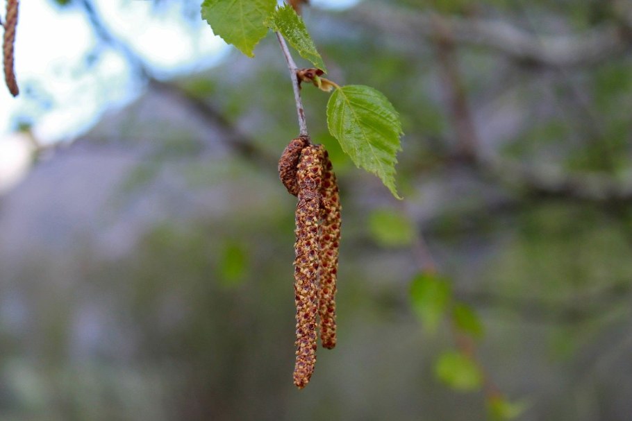 Birch catkins