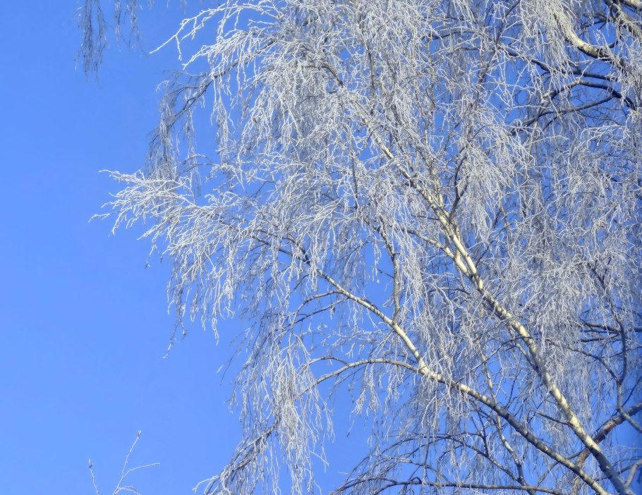 Береза в инее