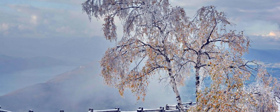 Фоны для презентаций с березой зимой