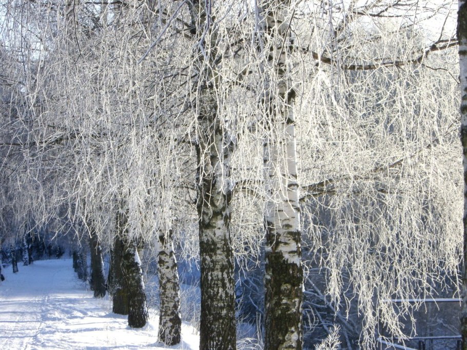 Береза повислая зимой