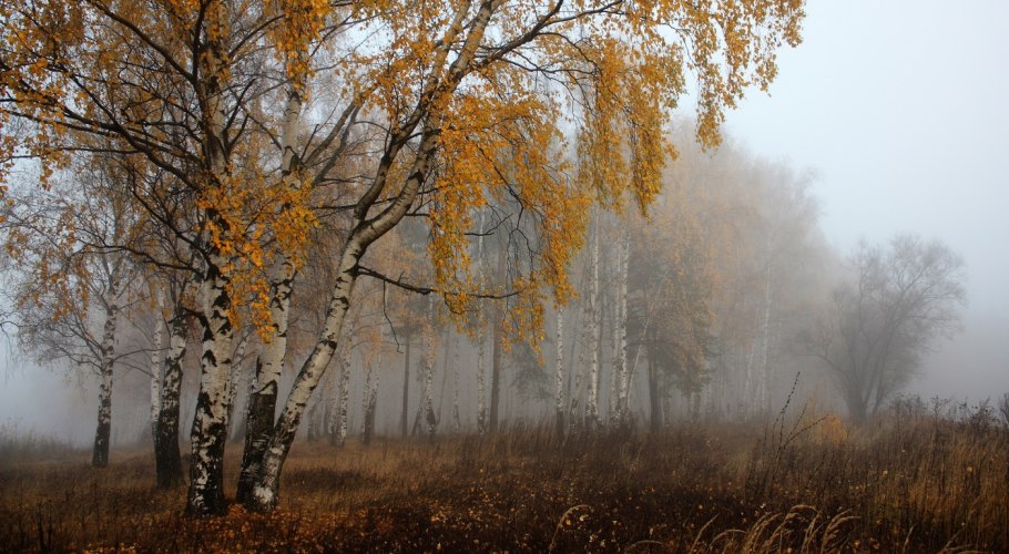 Береза осень