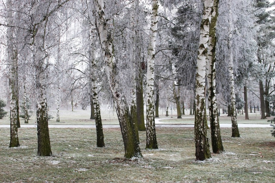 Березовая роща в снегу