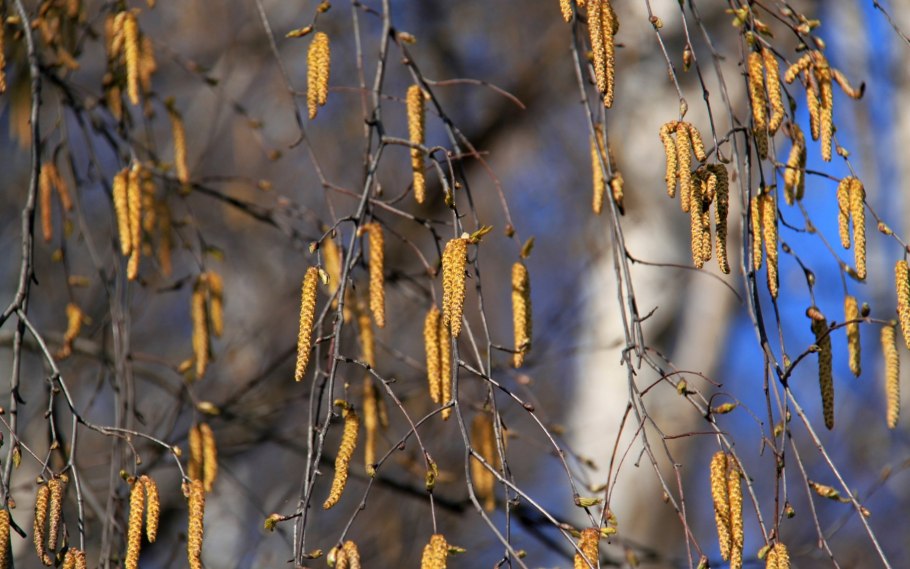 Березовые сережки осенью