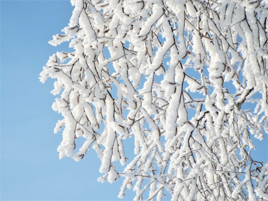 Зимняя ветка