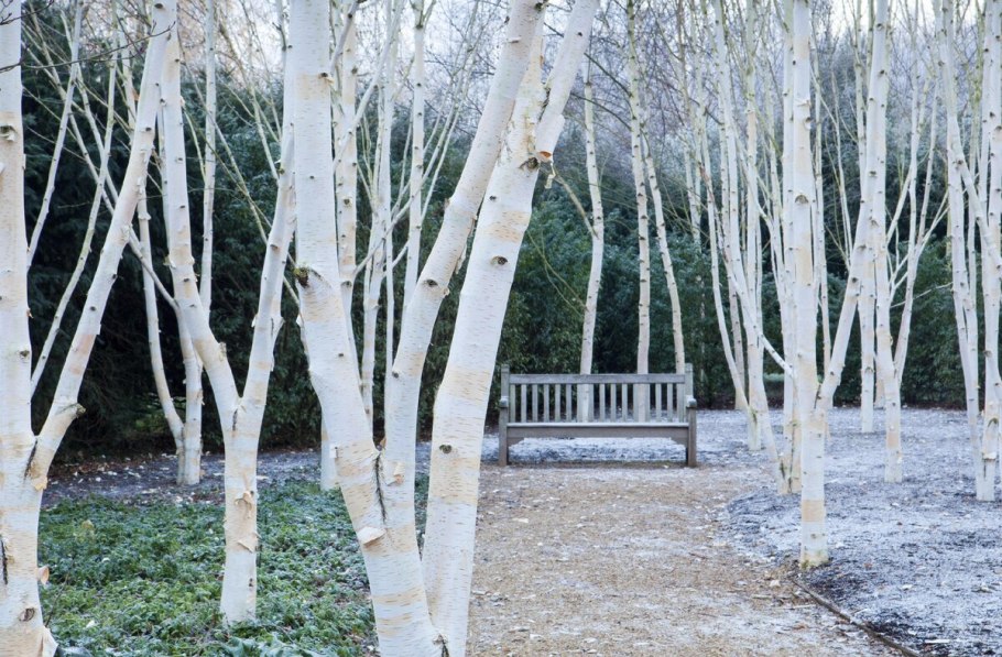 Береза Жакмона