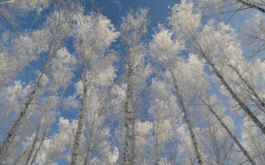 Береза зимой