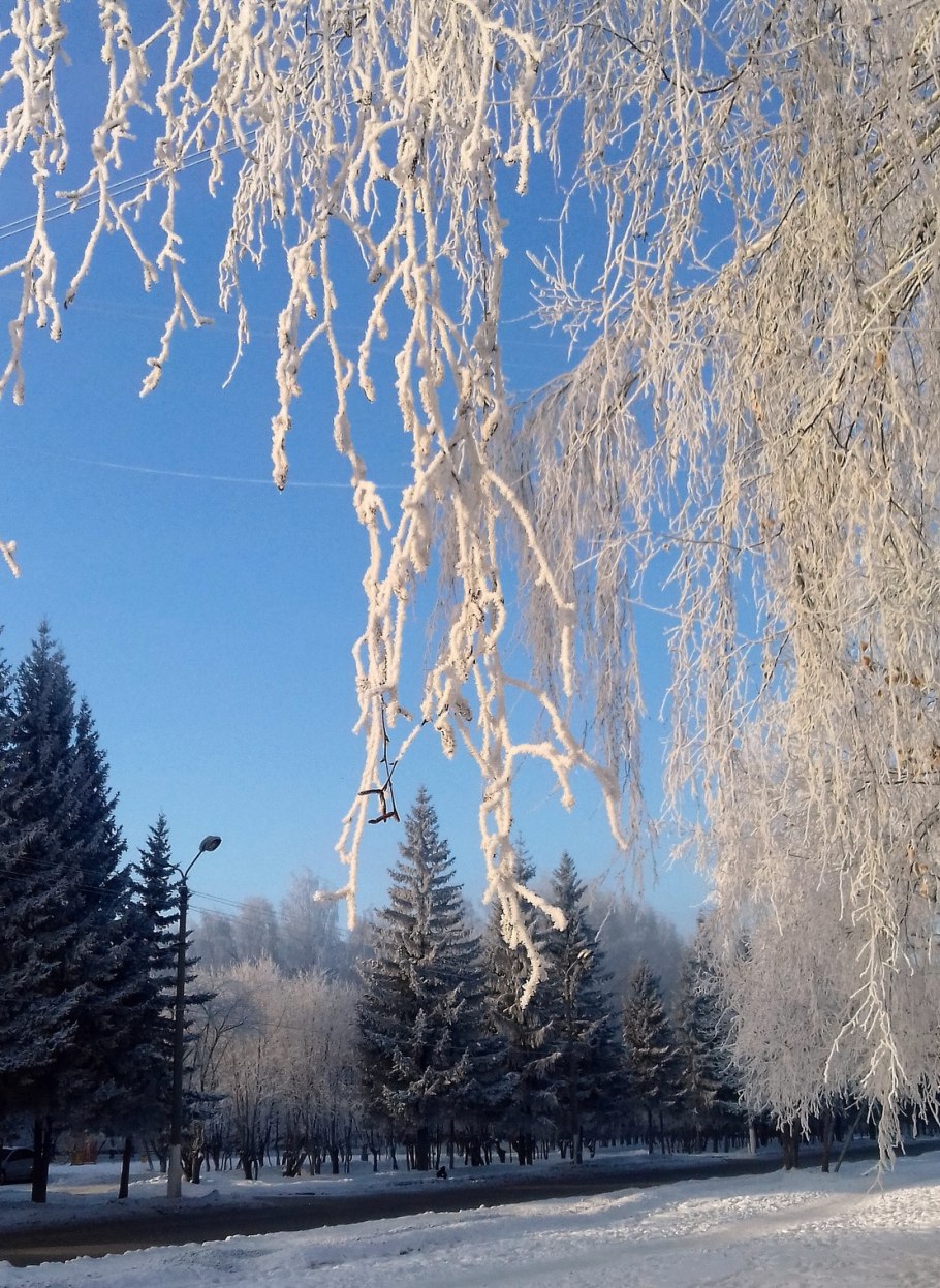 Береза в инее