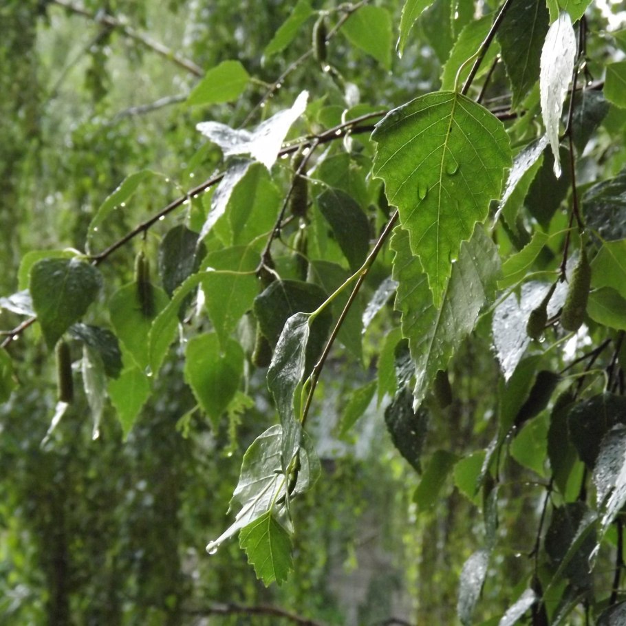 Береза дождь