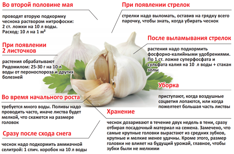 Сроки посева овощных культур таблица