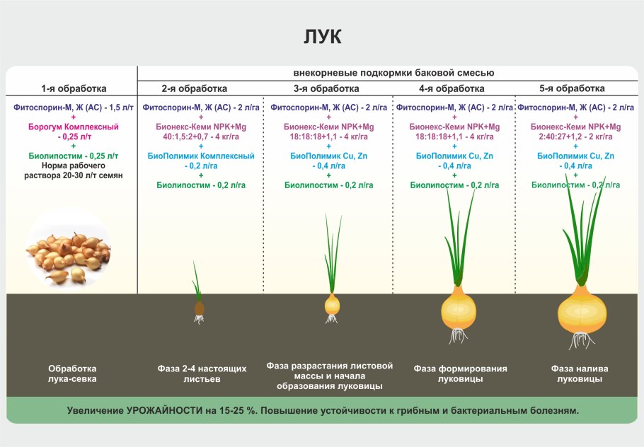 Лук порей по Азиатски