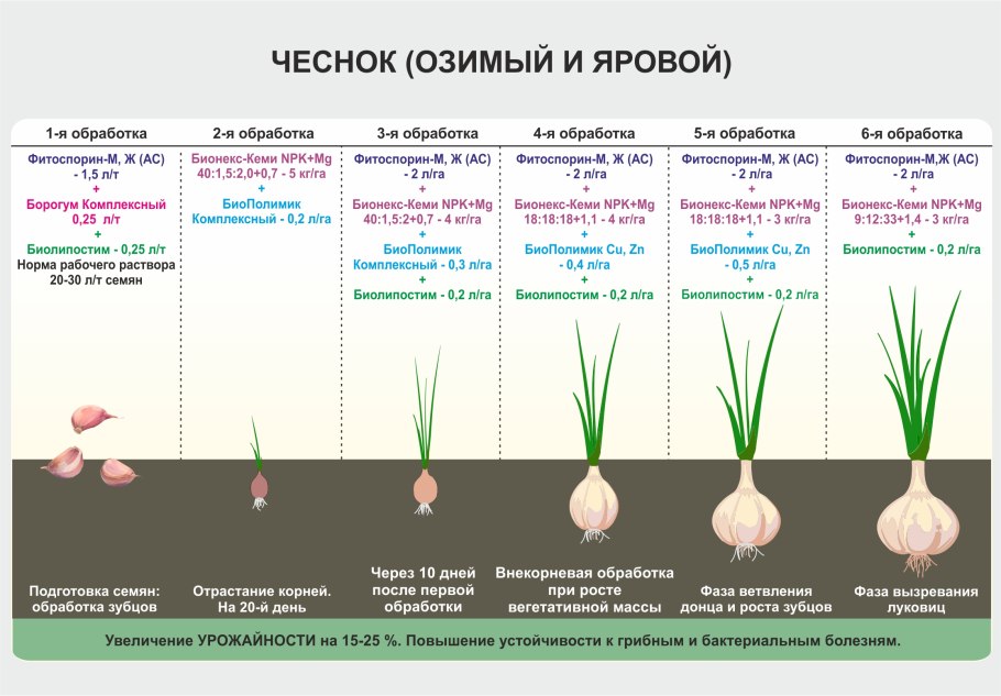 Высадка рассады лука-порея