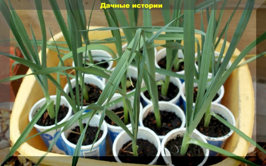 Поливать грядки
