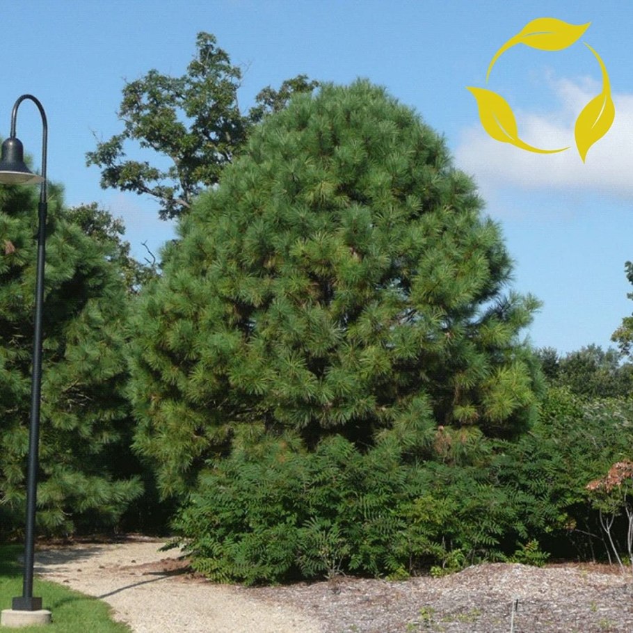 Пинус Пандероза