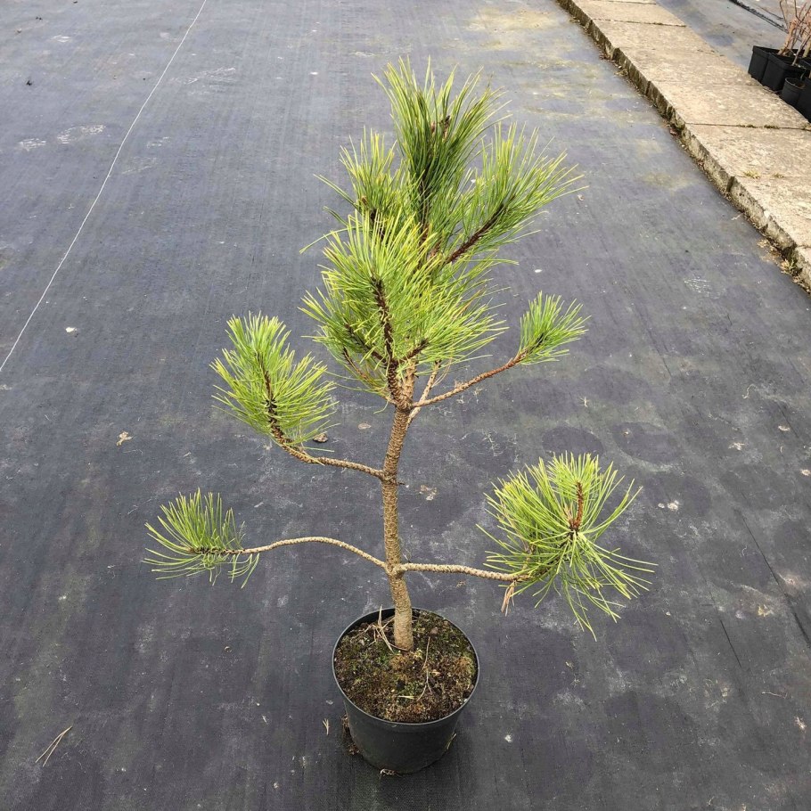 Pinus желтая