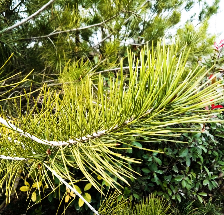 Сосна желтая Орегонская