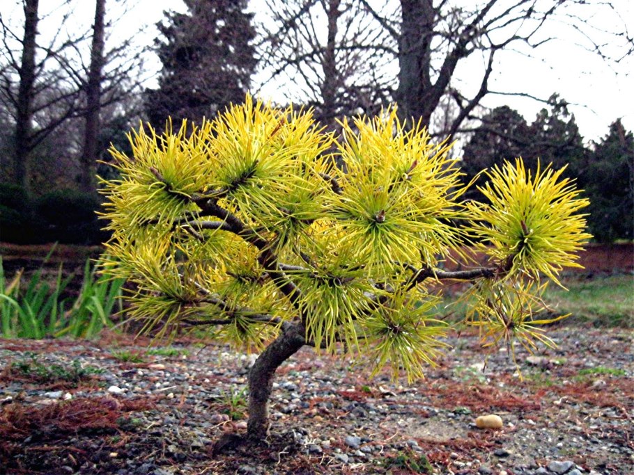 Pinus Sylvestris Wintergold