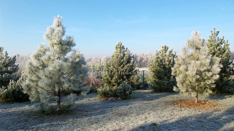 Сосна белокорая