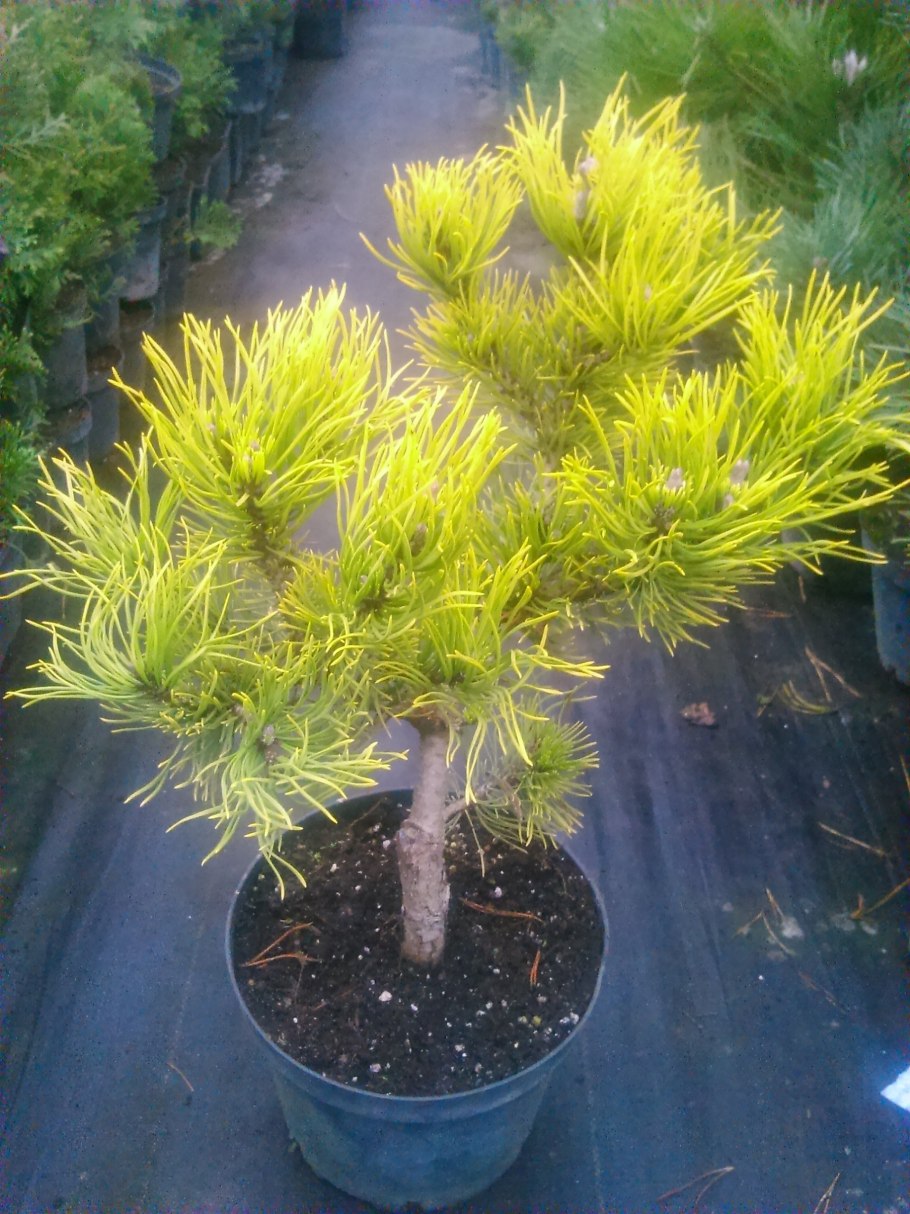 Сосна желтая Pinus Ponderosa