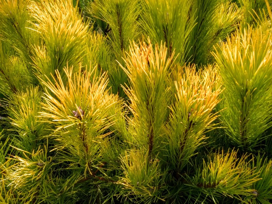 Pinus nigra Goldfingers