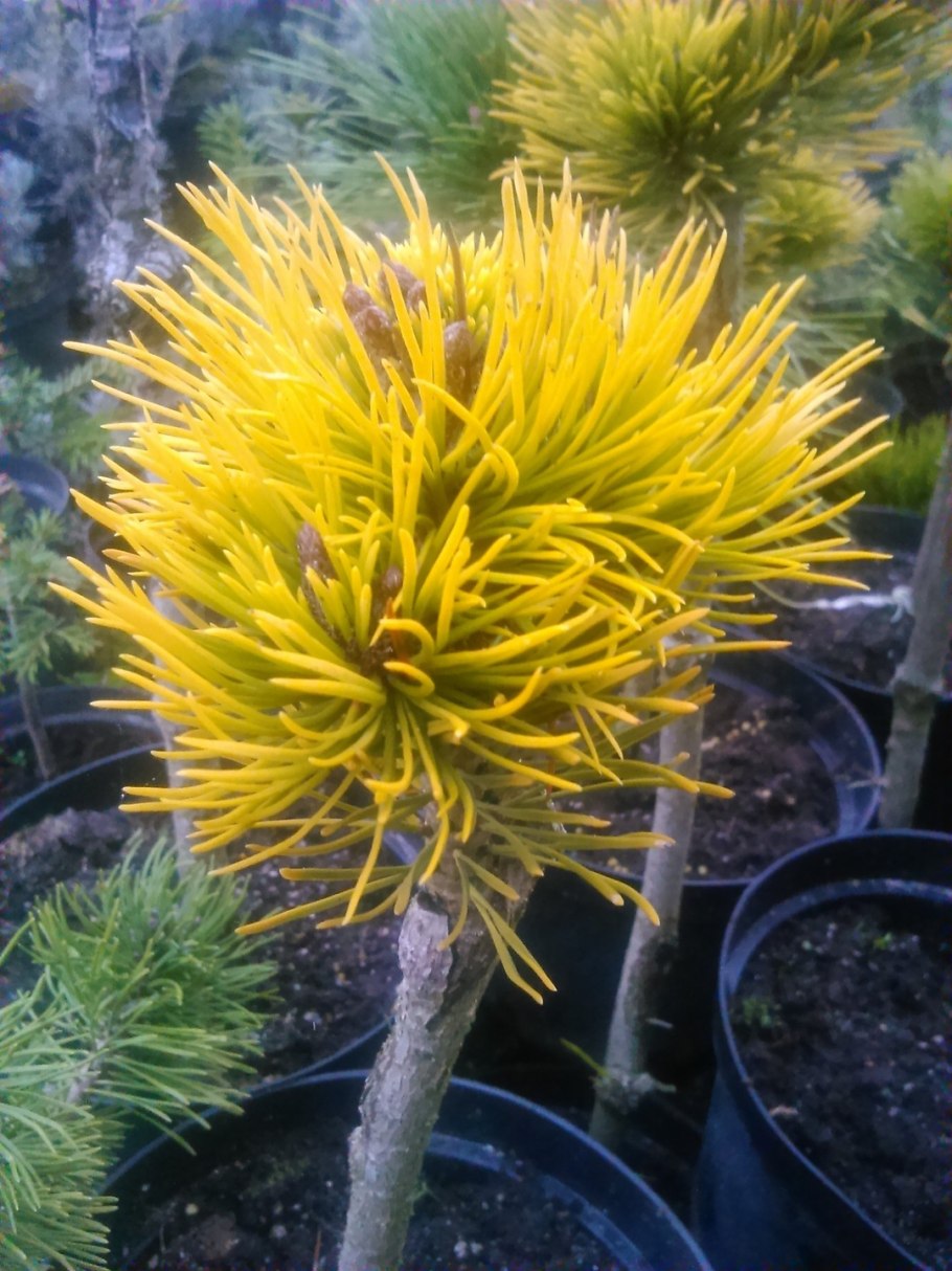 Сосна Горная желтая