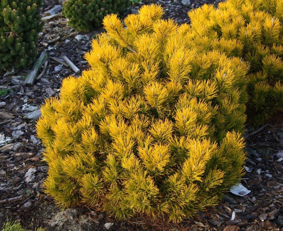 Pinus Sylvestris Wintergold