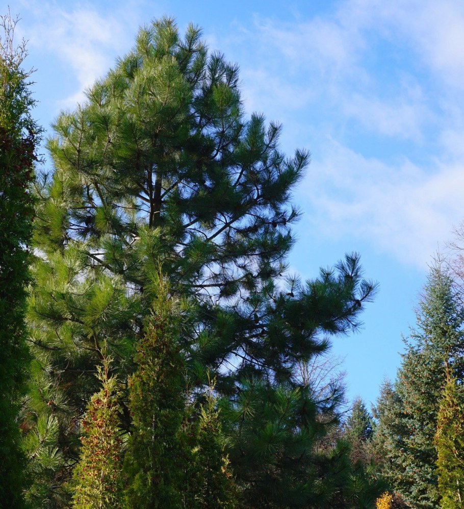 Сосна желтая Pinus Ponderosa