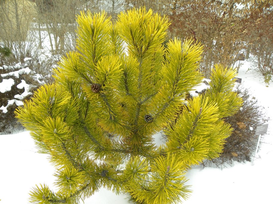 Pinus Sylvestris Wintergold