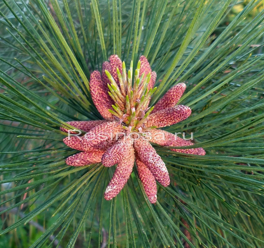 Pinus Ponderosa