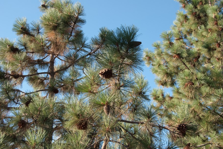 Сосна Pinus Ponderosa
