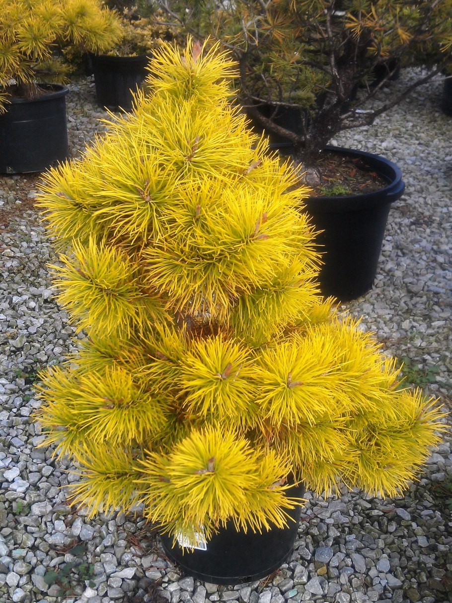 Pinus Sylvestris Wintergold