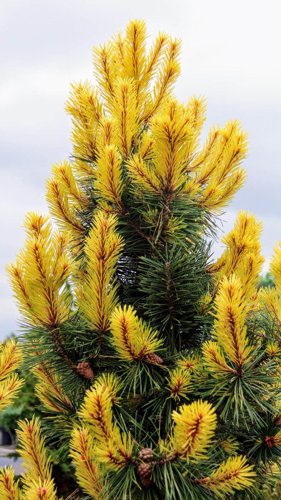 Pinus contorta 'Taylors Sunburst'