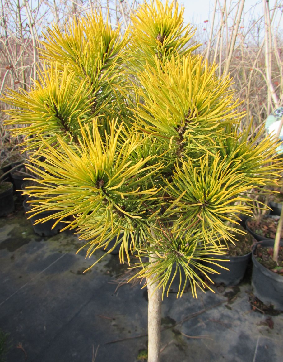 Сосна Чиф Джозеф