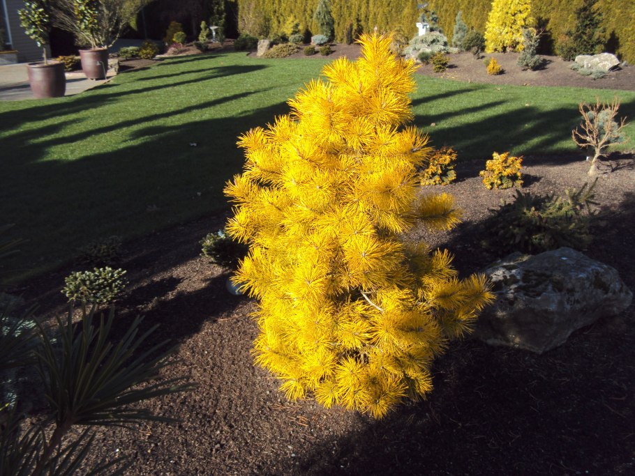 Сосна скрученная Chief Joseph