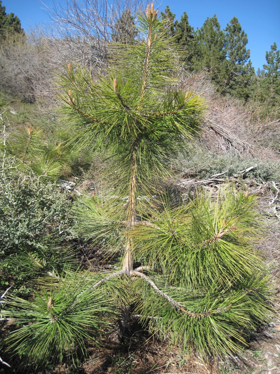 Сосна желтая Орегонская