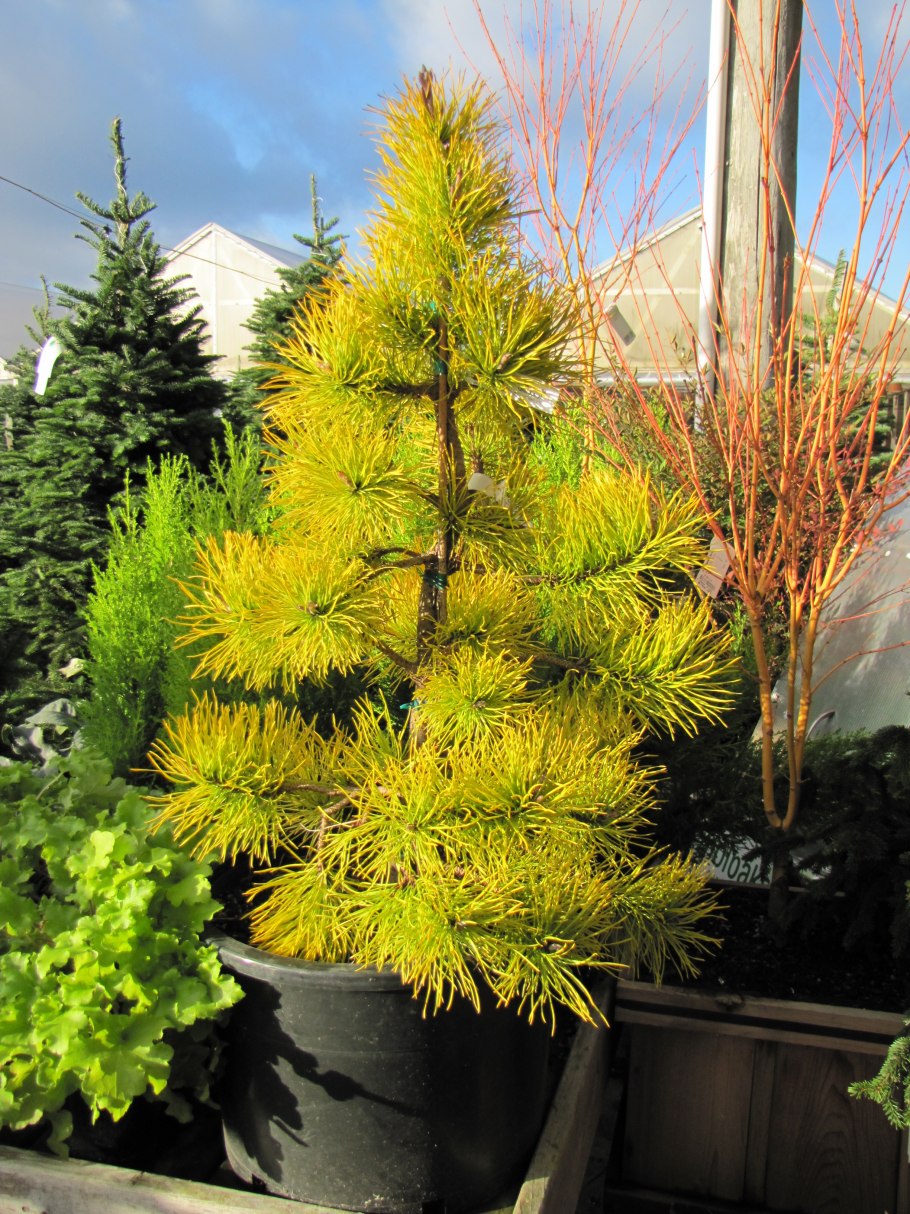 Сосна обыкновенная Ауреа