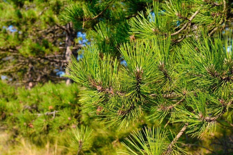 Сосна желтая Pinus