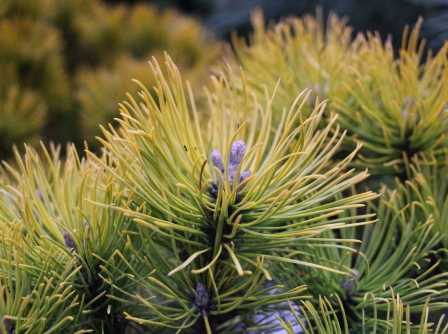 Сосна желтая Pinus Ponderosa