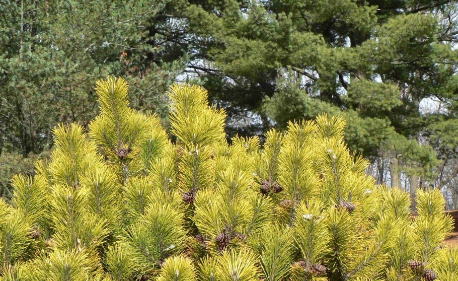 Pinus Cembra Aurea