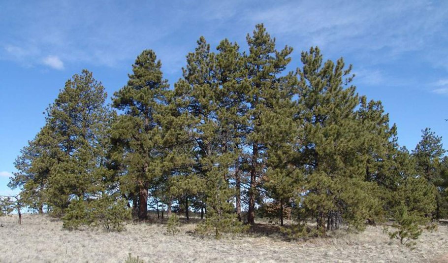 Сосна желтая Скальная Pinus Ponderosa scopulorum