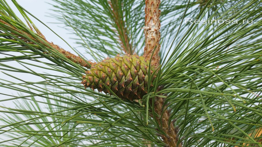 Сосна Пинус Пандероза