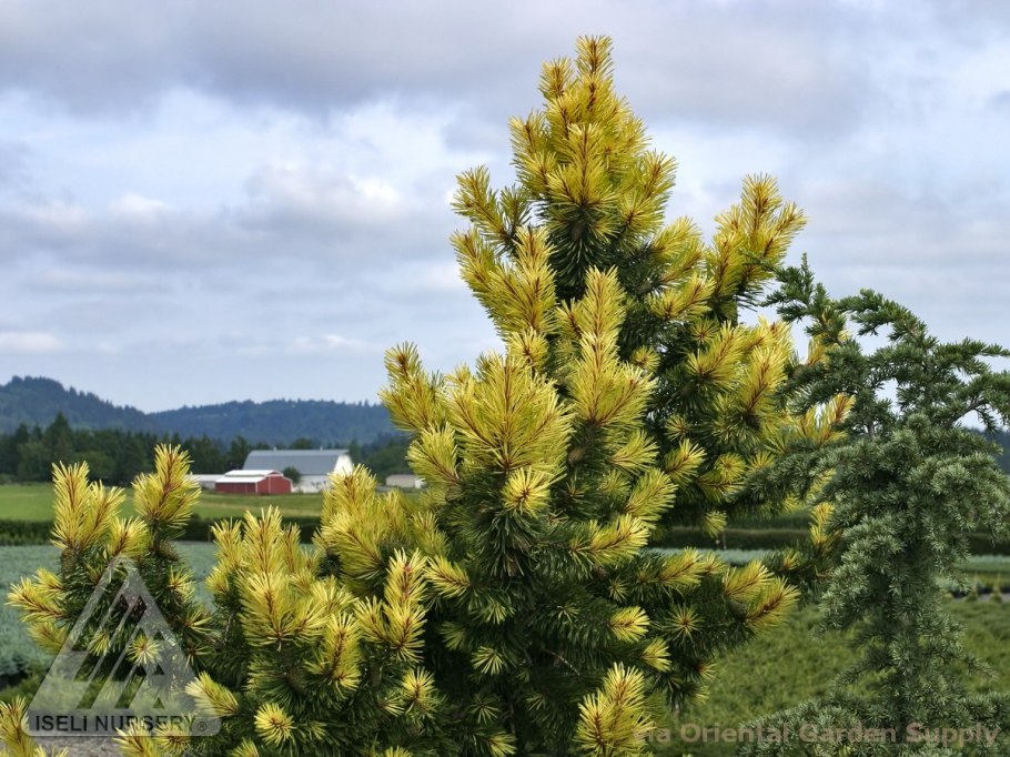 Pinus contorta 'Taylor's Sunburst'